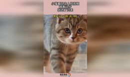 小猫视频,小猫视频里的温馨日常